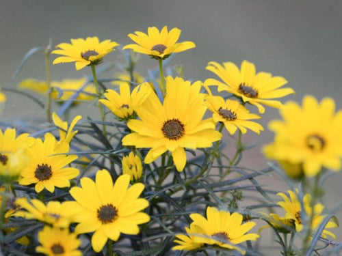 100 Swamp Sunflower Seeds – Helianthus angustifolius Wetland Wildflower Seeds for Rain Gardens and Moisture-Loving Plantings