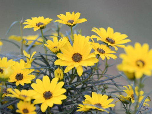 100 Swamp Sunflower Seeds – Helianthus angustifolius Wetland Wildflower Seeds for Rain Gardens and Moisture-Loving Plantings