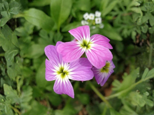 100 Virginia Stock Seeds Malcolmia maritima Wildflower Seeds for Pollinator Cottage Garden, Natural Landscape, Border, Meadow, Wildflower