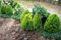 Oriental Arborvitae Seeds – Evergreen Conifer Planting Kit – Platycladus orientalis for Privacy Screens & Hedges