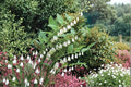 Great Solomon's Seal Seeds – Polygonatum biflorum, Perennial Woodland Wildflower for Shade Gardens and Native Landscapes