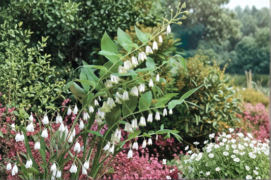 Great Solomon's Seal Seeds – Polygonatum biflorum, Perennial Woodland Wildflower for Shade Gardens and Native Landscapes