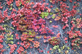 Boston Ivy Seeds – Parthenocissus tricuspidata Climbing Vine for Walls, Fences & Gardens, Autumn Color, Ornamental Landscape Plant