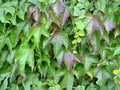 400 Seeds Anise Pimpinella Anisum Aromatic Culinary Herb, Pollinator-Friendly, Annual Plant for Herb Gardens