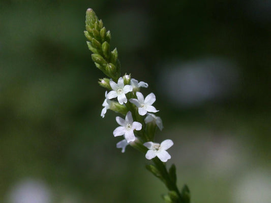 White Vervain Seeds – Verbena urticifolia Wildflower Seeds for Pollinator Gardens, Cottage, Meadow, Natural Landscaping