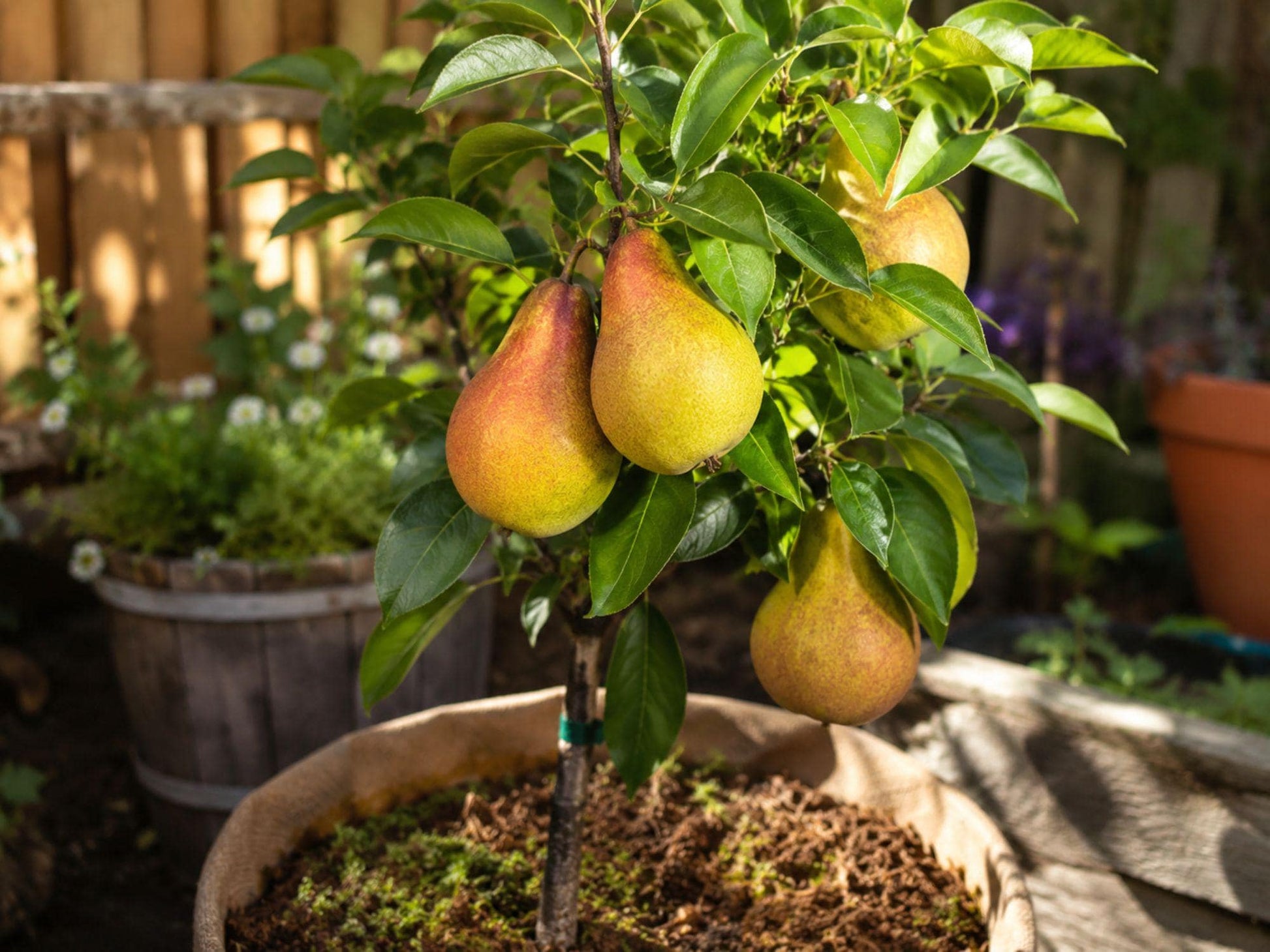 Sweet Cherry Seeds Prunus avium Edible Fruit Tree Garden Seeds for Orchard, Full Sun, Well-Drained Soil