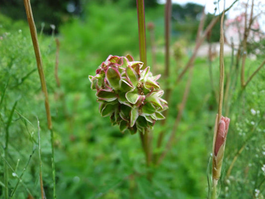 Small Burnet Seeds – Sanguisorba minor Aromatic Garden Plant for Pollinator & Cottage Gardens, Seed Pack of 100