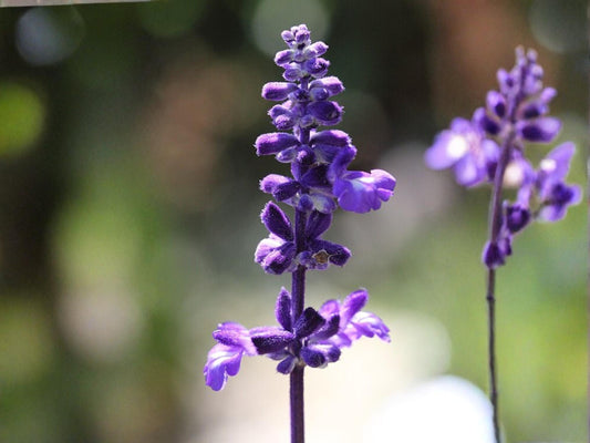 Blue Sage Seeds for Planting | Salvia farinacea Aromatic Garden Plant for Pollinator & Cottage Garden