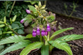 True Comfrey Seeds – Symphytum officinale Perennial Herb for Garden, Pollinator, Zone 4-9