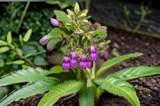 True Comfrey Seeds – Symphytum officinale Perennial Herb for Garden, Pollinator, Zone 4-9