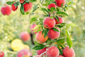 Apple Tree Seeds – Malus pumila, Fruit Tree, Edible Garden, Backyard Orchard, Deciduous Tree, 30 Seeds
