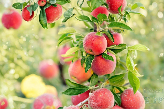Apple Tree Seeds – Malus pumila, Fruit Tree, Edible Garden, Backyard Orchard, Deciduous Tree, 30 Seeds