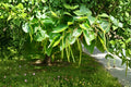 Catalpa Tree Seeds – 50 Pack, Catalpa speciosa, Ornamental Shade Tree, Flowering Tree, Landscape Planting