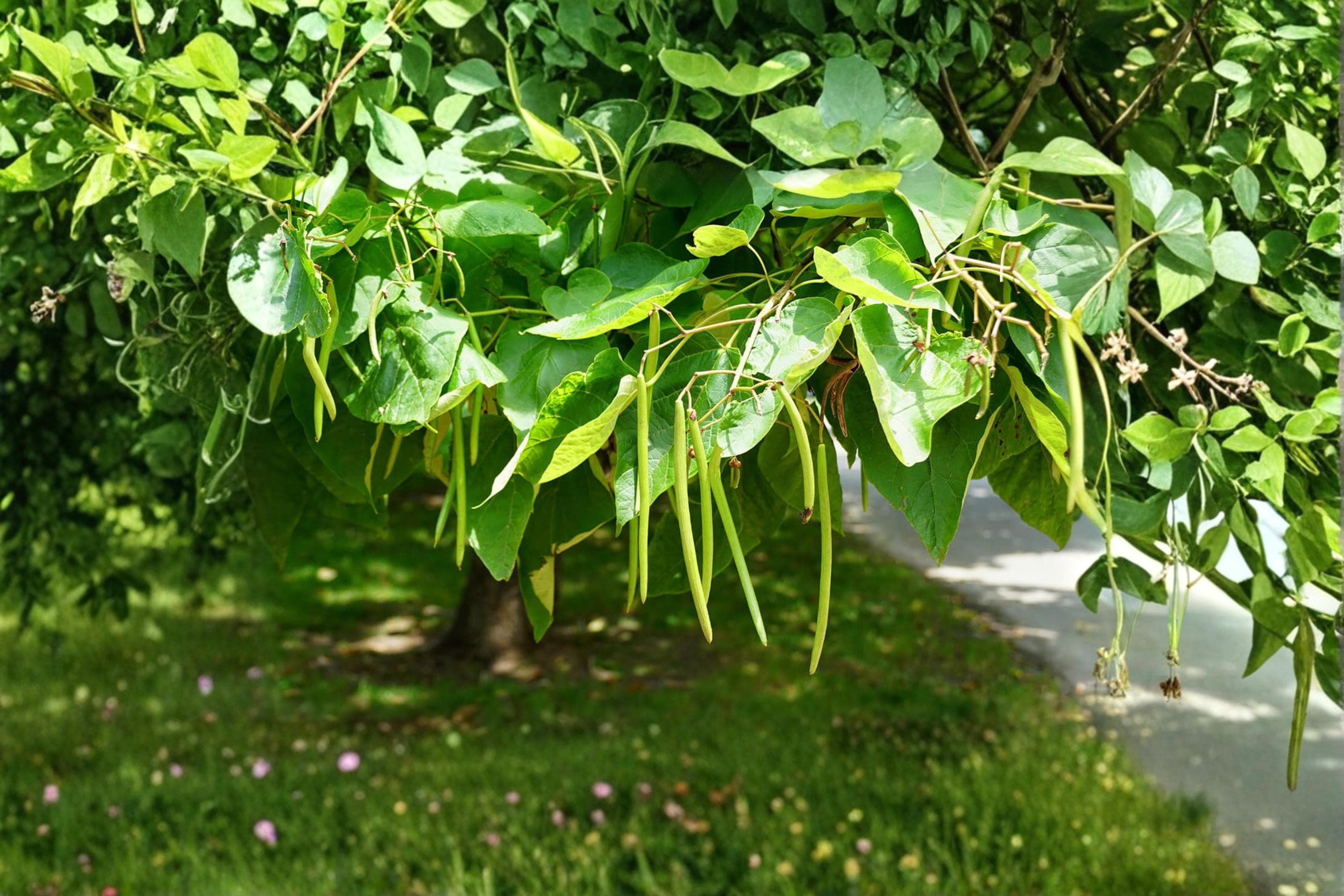 Catalpa Tree Seeds – 50 Pack, Catalpa speciosa, Ornamental Shade Tree, Flowering Tree, Landscape Planting