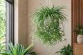 Reverse Variegated Spider Plant Cuttings - 2PCS Indoor Air-Purifying Houseplant Chlorophytum comosum