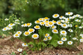 Feverfew Herb Seeds 100 Pack – Tanacetum parthenium White Daisy Flowers Pollinator-Friendly Annual