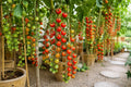 Waterfall Tomato Seeds 200pcs Heirloom Non-GMO Solanum lycopersicum High-Yield Tomato Plant for Garden, Container, Canning