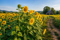 Giant Mammoth Russian Sunflower Seeds - Heirloom Helianthus annuus for Tall, Bright Yellow Flowers, Pollinator Attracting, 100 Seeds