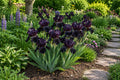 Black Dragon Iris Seeds - 50 Premium Iris germanica for Home Gardening, Borders & Containers