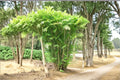 Bamboo Palm Seeds – Chamaedorea seifrizii Tropical Indoor & Outdoor Palm Plant Seeds