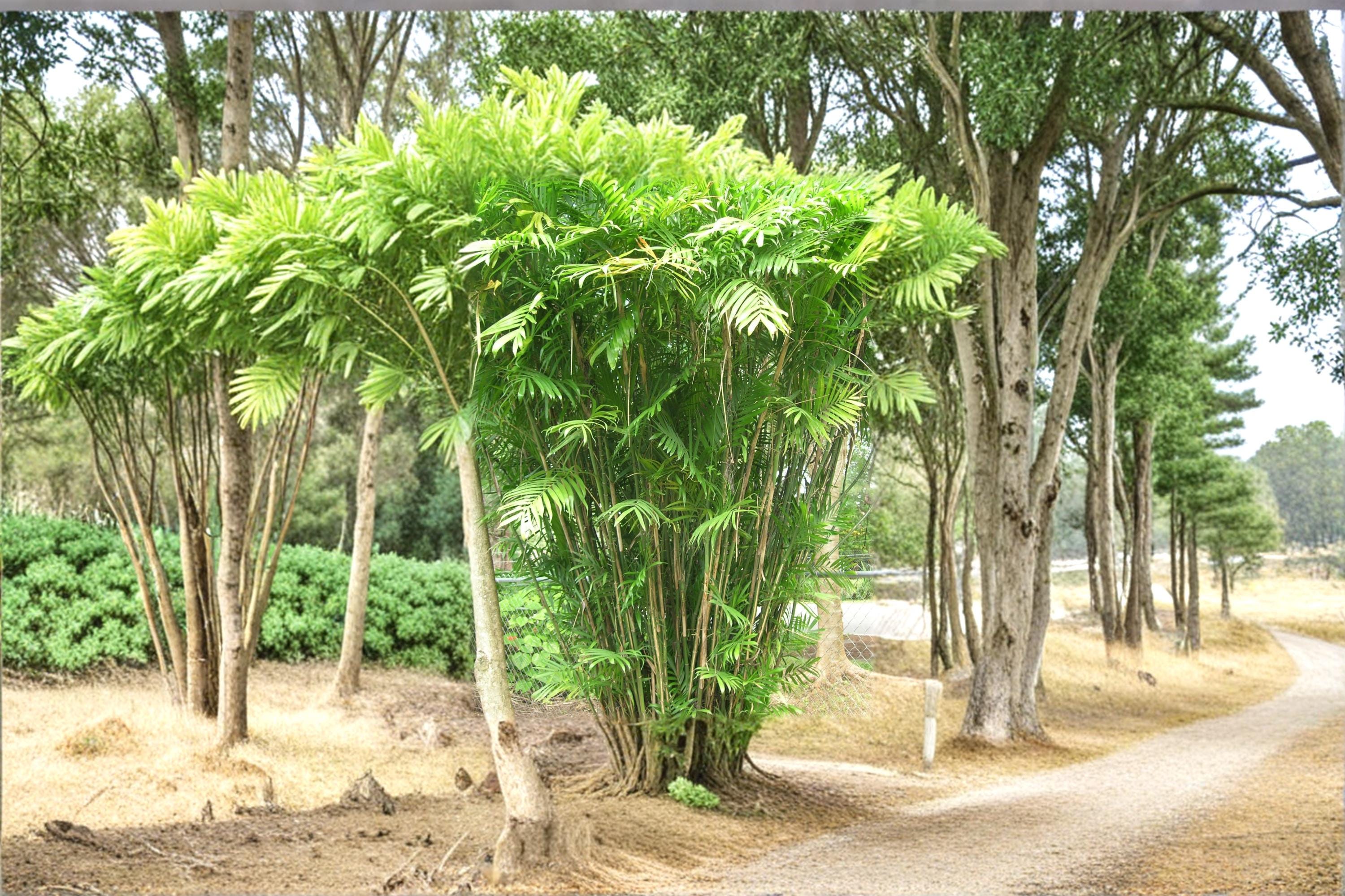 Bamboo Palm Seeds – Chamaedorea seifrizii Tropical Indoor & Outdoor Palm Plant Seeds