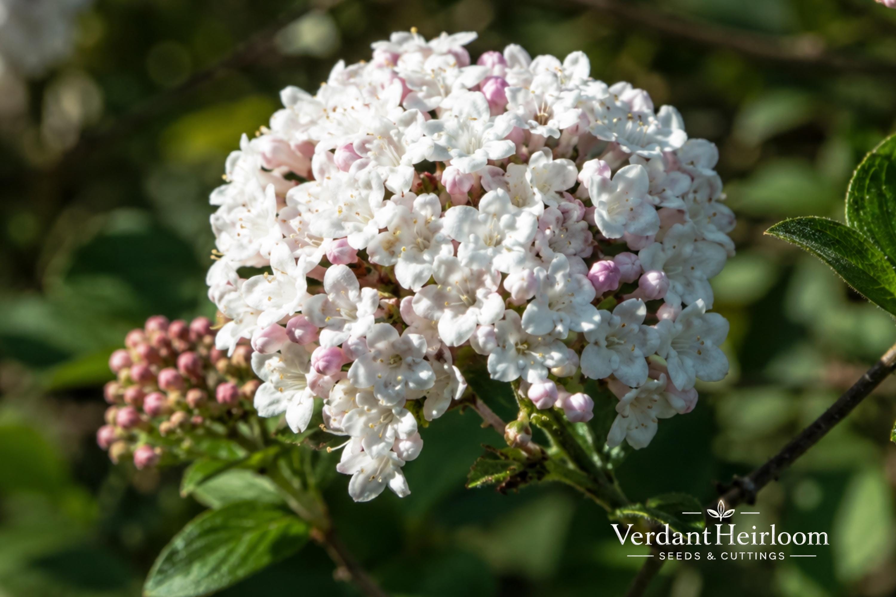 Japanese Tree Lilac Seeds – Fragrant Syringa amurensis japonica for Ornamental Gardens and Landscaping