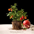 Wild Plum Unrooted Cuttings 6–8 Inches, Deciduous Tree, USDA Zones 3–8, Ornamental & Wildlife-Friendly Plant