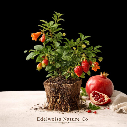 Wild Plum Unrooted Cuttings 6–8 Inches, Deciduous Tree, USDA Zones 3–8, Ornamental & Wildlife-Friendly Plant