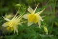 Spring Beauty Seeds - Native Woodland Wildflower, Claytonia virginica, Early Blooming, Shade Garden, Pollinator Friendly