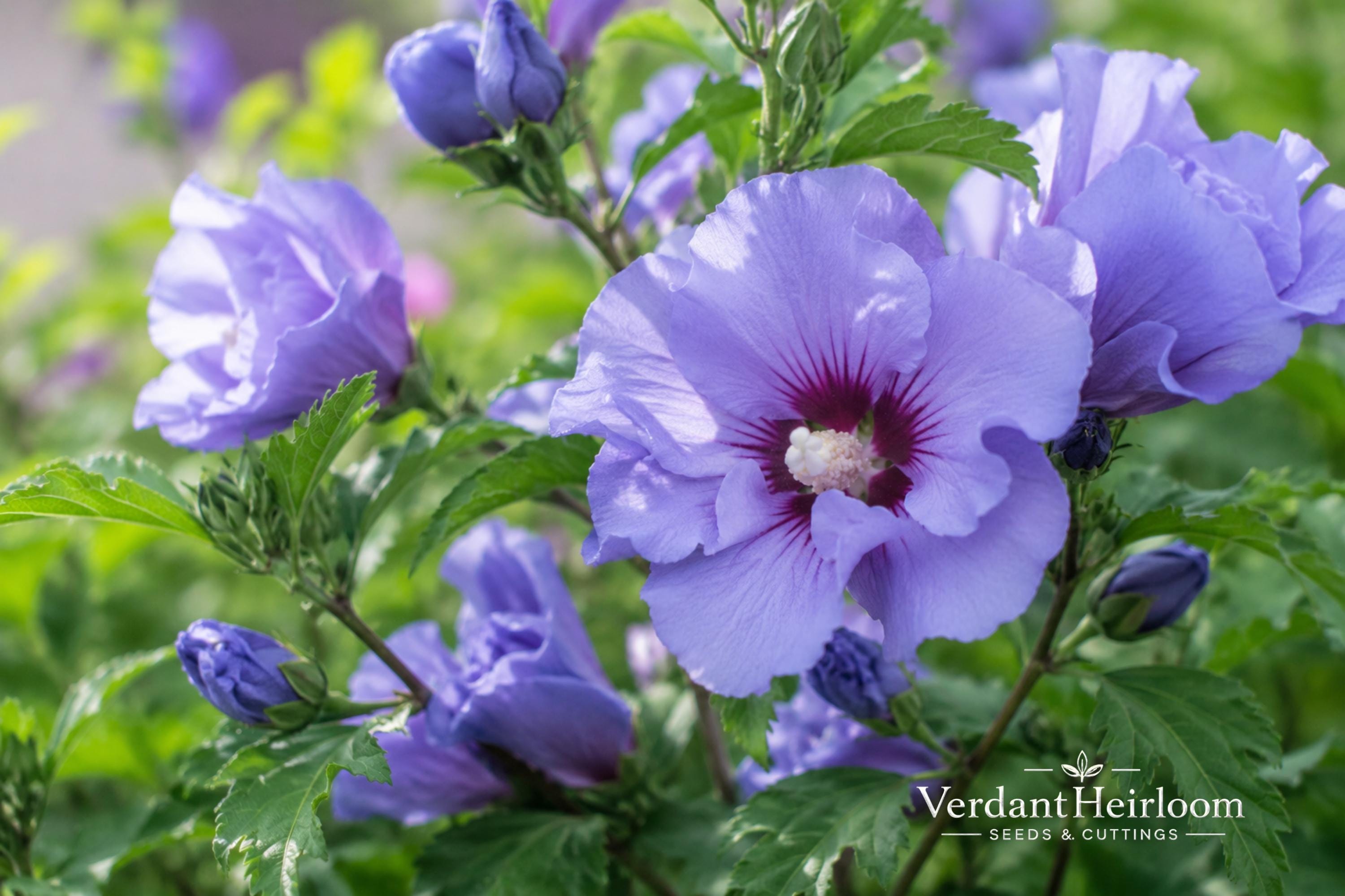 Tall Bellflower Seeds 100 Pack | Native Wildflower with Violet-Blue Bell-Shaped Flowers | Campanula americana