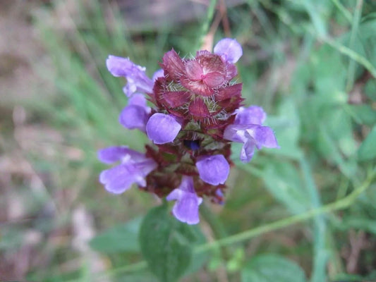 Prunella vulgaris Seeds - Purple Wildflower for Pollinator Gardens, Cottage Garden, Meadow Borders, 100 Seeds