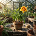 Cotton Bush Seeds Gossypium spp. Annual Plant with Yellow Flowers for Fiber Crafts, 5 Seeds