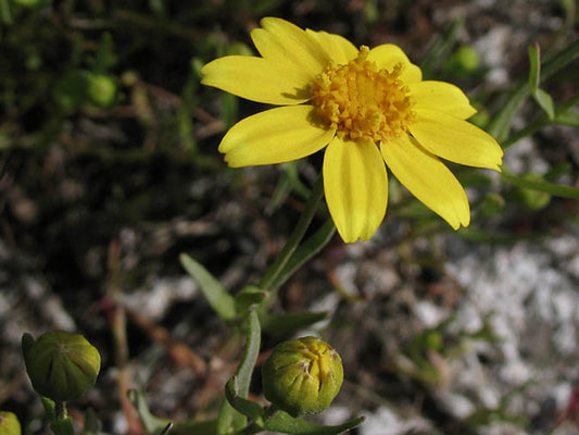 Yellowray Goldfields Wildflower Seeds – Lasthenia glabrata for Pollinator Gardens, Cottage, Meadow & Natural Landscapes