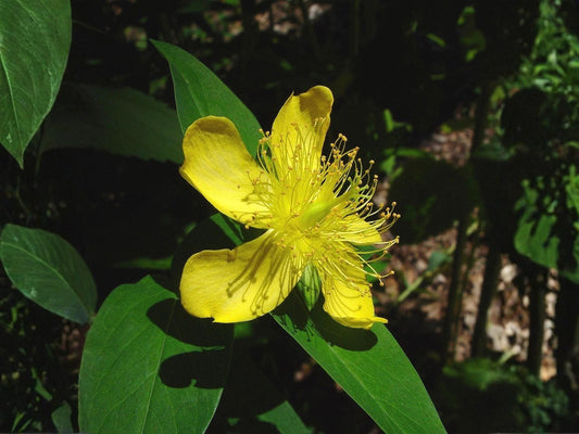 Great St John's Wort Seeds – Hypericum pyramidatum Wildflower Seeds for Pollinator Gardens, Cottage, Meadow & Natural Landscapes