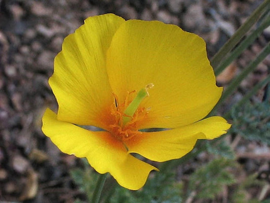 Tufted Dwarf Collarless California Poppy Seeds – Eschscholzia caespitosa Wildflower Seeds for Cottage Garden and Pollinator Planting