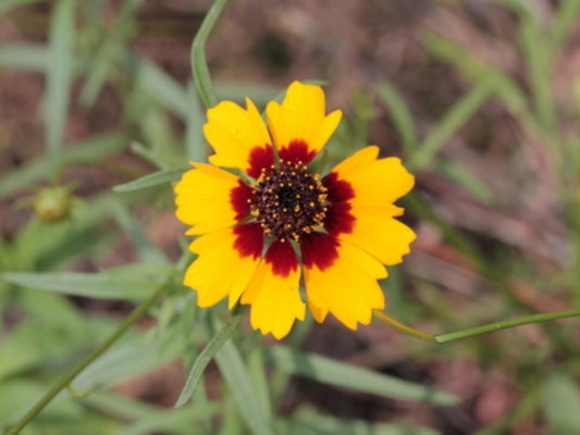Golden Wave Tickseed Seeds – Coreopsis basalis Wildflower Seeds for Pollinator Gardens, Cottage, Meadow, Natural Landscaping