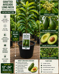 Grafted Long Neck Avocado Tree – Live Fruit Tree, Persea americana, 12–24 Inches Tall, Tropical Edible Landscape Plant