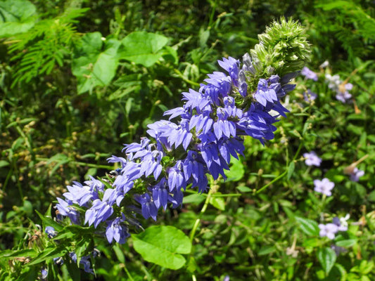 100 Great Blue Lobelia Seeds – Lobelia siphilitica Wetland Wildflower Seeds for Rain Gardens and Moist Areas
