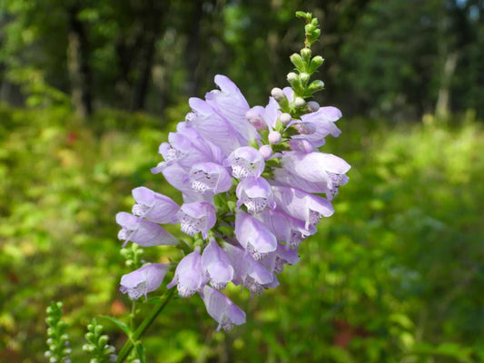 Obedient Plant Seeds – Physostegia virginiana Wildflower Seeds for Pollinator Gardens and Cottage Landscaping