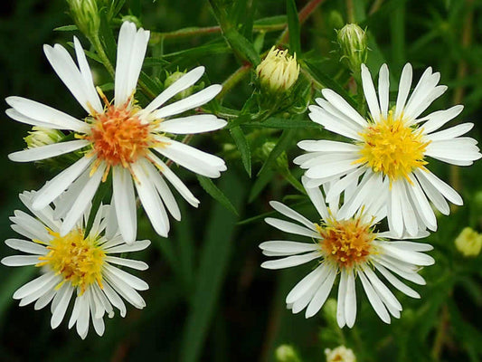 100 Panicled Aster Seeds – Symphyotrichum lanceolatum Wildflower Seeds for Pollinator Gardens, Cottage, Meadow & Natural Landscapes