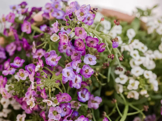 Dwarf Pink Sweet Alyssum Seeds – Lobularia maritima Wildflower for Cottage Garden, Pollinator-Friendly, Natural Landscape, Seed Pack