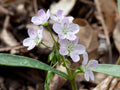 Spring Beauty Seeds Claytonia virginica Wildflower for Shade Gardens, Cottage & Naturalistic Plantings