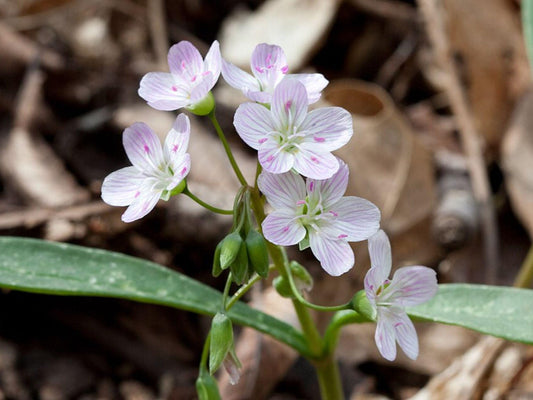 Spring Beauty Seeds Claytonia virginica Wildflower for Shade Gardens, Cottage & Naturalistic Plantings