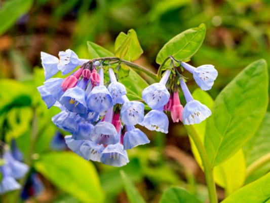Virginia Bluebells Seeds – Mertensia virginica Wildflower Seeds for Pollinator Gardens, Borders, Meadow Plantings