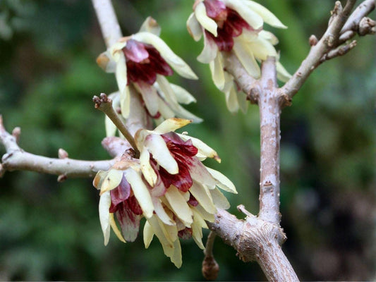 10 Fragrant Wintersweet Seeds – Chimonanthus praecox Ornamental Tree Shrub for Landscape, Garden, Collector Planting