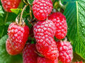 American Bittersweet Seeds 30 Pack, Native Climbing Vine for Trellis, Fence, Wildlife Garden, Celastrus scandens