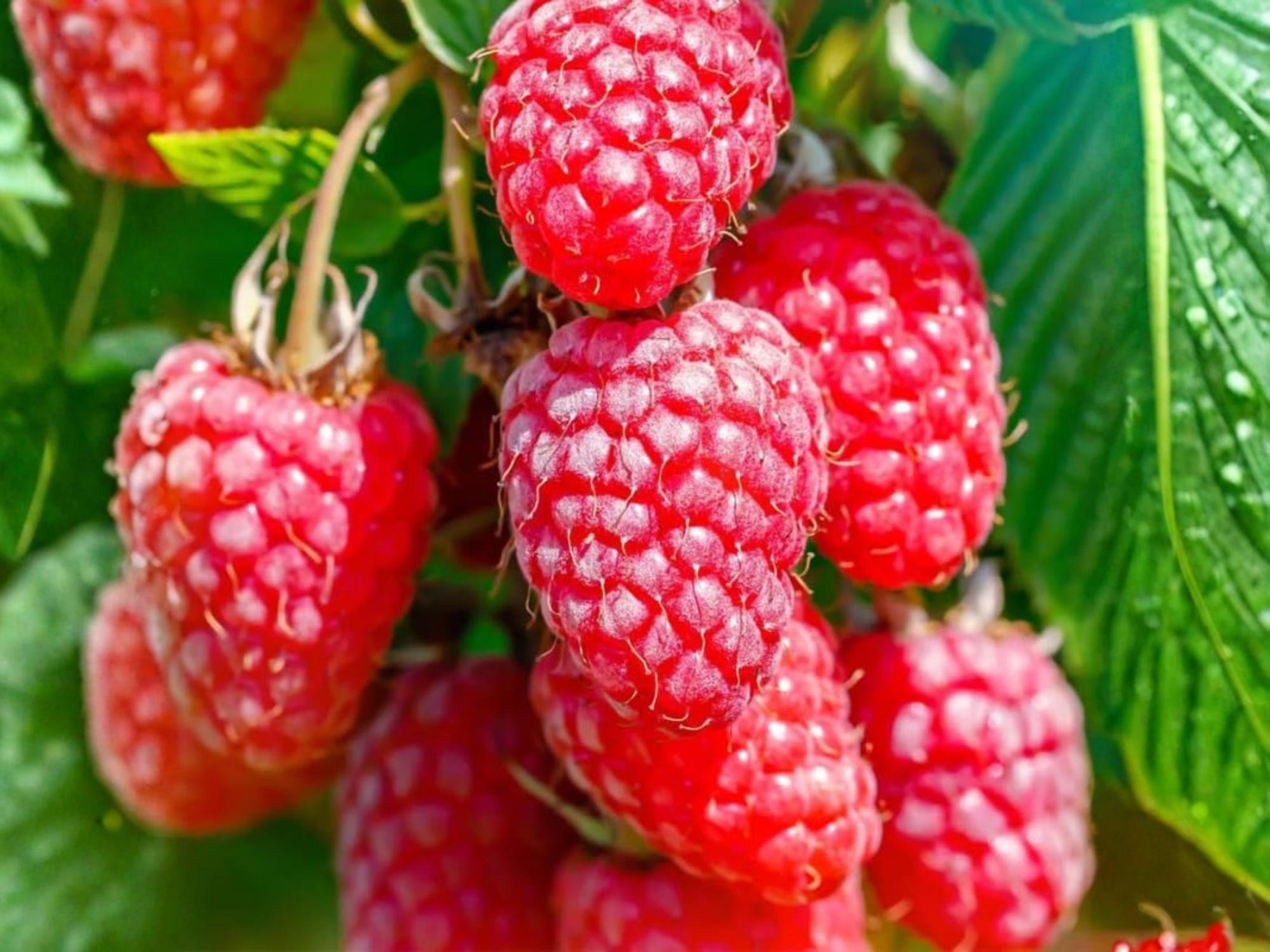 American Bittersweet Seeds 30 Pack, Native Climbing Vine for Trellis, Fence, Wildlife Garden, Celastrus scandens
