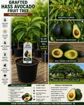 Grafted Hass Avocado Live Fruit Tree – 12–24 Inches – Persea americana – Tropical Evergreen Plant for Home Growing