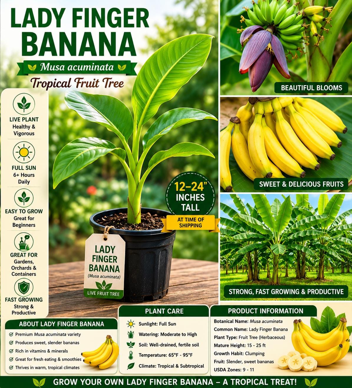 Lady Finger Banana Seedling – Musa acuminata Tropical Fruit Tree, Live Plant for Garden or Container Cultivation