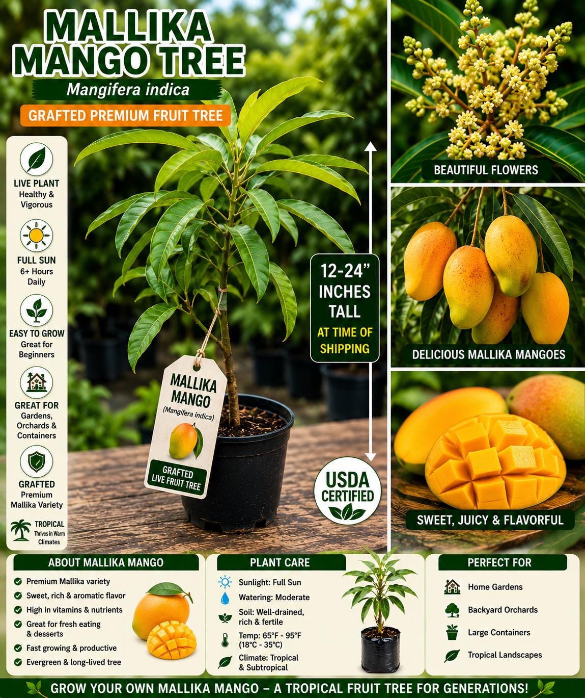 Grafted Mallika Mango Live Fruit Tree – Tropical Mangifera indica, 12–24 Inches, Edible Fruit, Evergreen Foliage